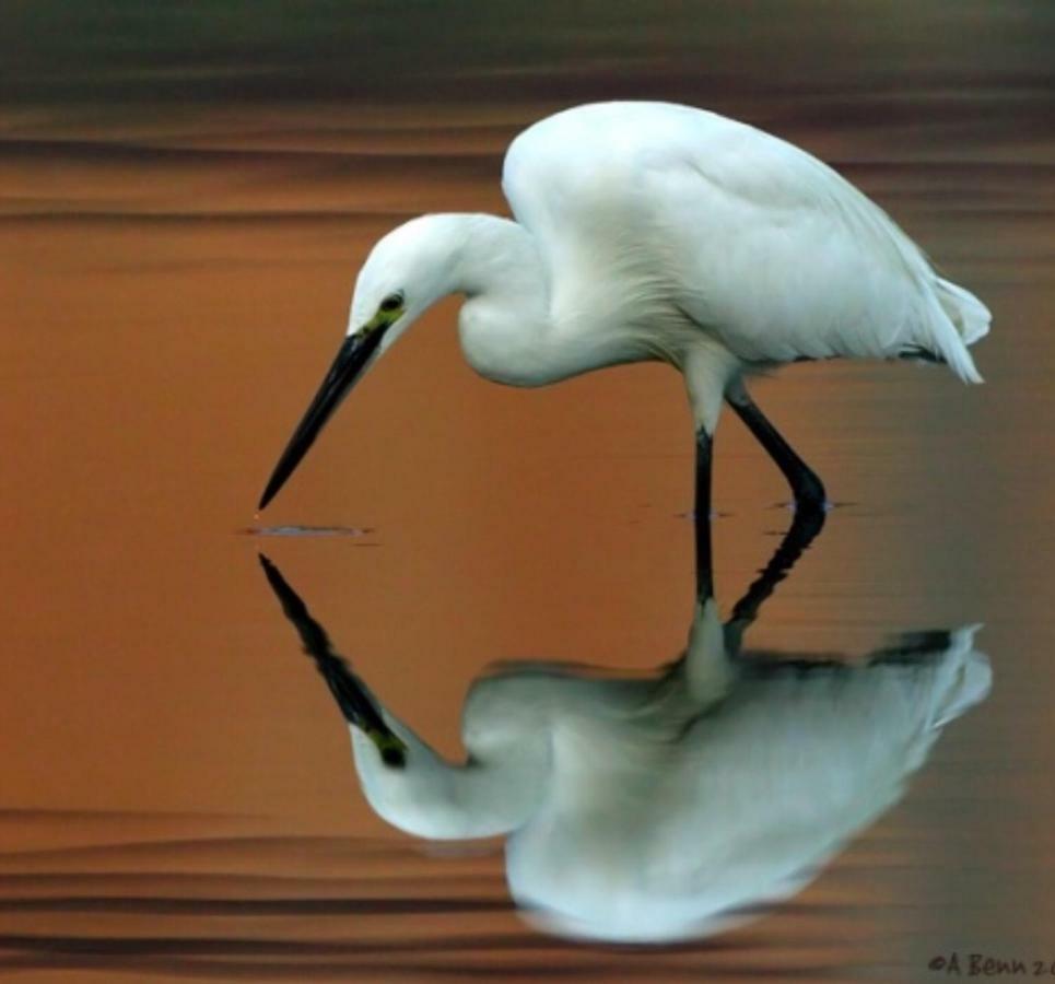 Villa Egrets Rest Daintree Exterior foto