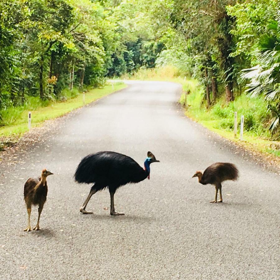 Villa Egrets Rest Daintree Exterior foto