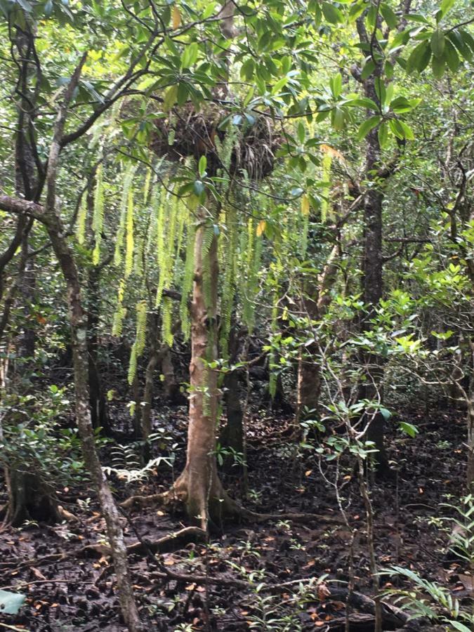 Villa Egrets Rest Daintree Exterior foto