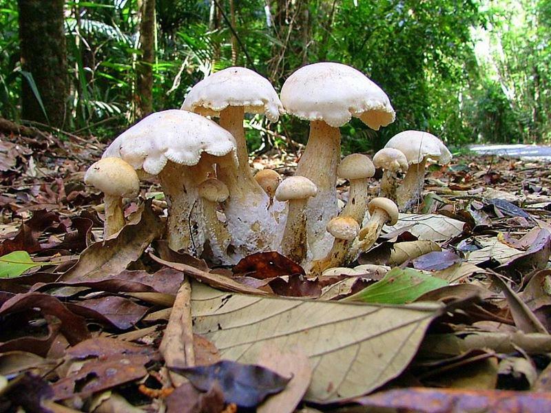 Villa Egrets Rest Daintree Exterior foto